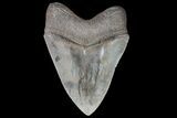 Serrated, Megalodon Tooth - Georgia #69762-2